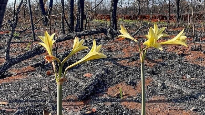 Seguro como Arquiteto da Confiança Climatica Seguro como Arquiteto da Confiança Climatica