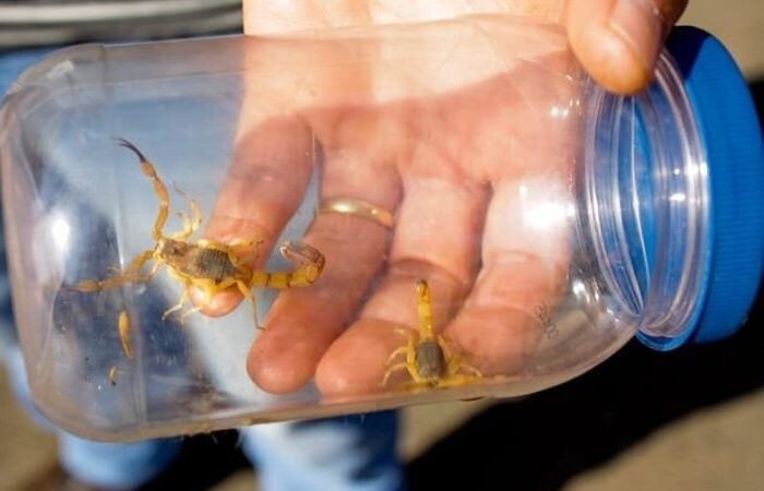 Debate sobre a Infestação de Escorpiões no Fórum