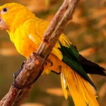 Obras do novo aviario do zoo de Brasilia sao iniciadas com varias especies da fauna brasileira