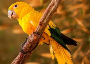 Obras do novo aviario do zoo de Brasilia sao iniciadas com varias especies da fauna brasileira