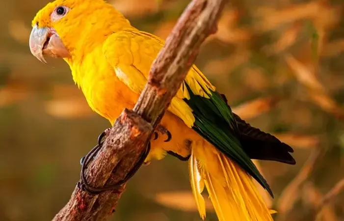 Obras do novo aviario do zoo de Brasilia sao iniciadas com varias especies da fauna brasileira