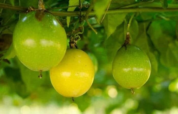 Acordo vai ampliar vendas de frutas para a Europa se torna Acordo Amplia Exportacao de Frutas para Europa Acordo vai ampliar vendas de frutas para a Europa se torna Acordo Amplia Exportacao de Frutas para Europa