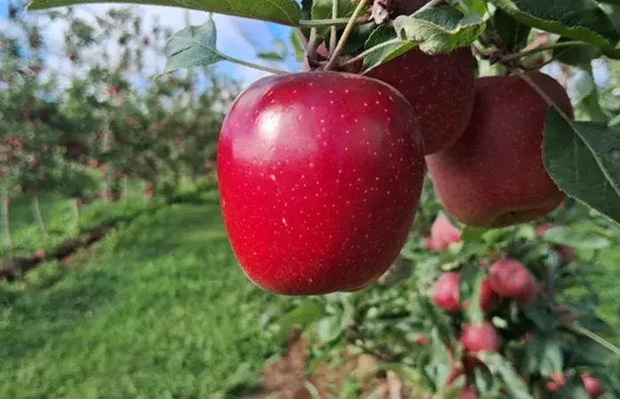 Colheita de Maças da Empresa Alcança 55 Mil Toneladas Este Ano
