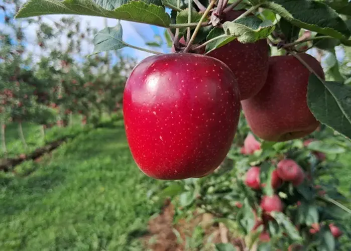 Colheita de Maças da Empresa Alcança 55 Mil Toneladas Este Ano Colheita de Maças da Empresa Alcança 55 Mil Toneladas Este Ano