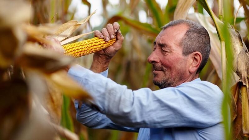 Cooperativa de agricultura familiar da Bahia quadruplica produtividade e amplia renda com apoio da Binatural