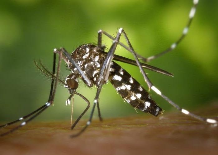 Dengue causa morte no Distrito Federal veja como se proteger
