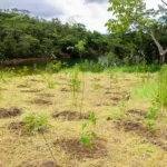 Plantio de Mudas de Arvores na Serra do Paranoa Comeca