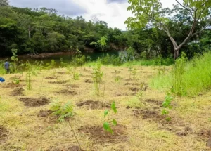Plantio de Mudas de Arvores na Serra do Paranoa Comeca