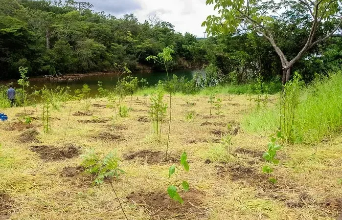 Plantio de Mudas de Arvores na Serra do Paranoa Comeca