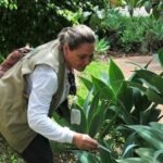 Procura por vacinas contra a dengue e baixa no Distrito Federal