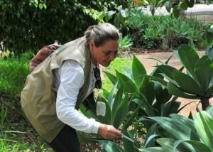 Procura por vacinas contra a dengue e baixa no Distrito Federal