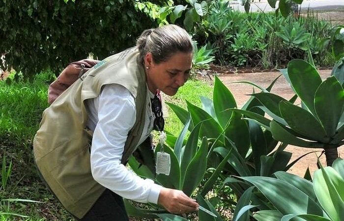 Procura por vacinas contra a dengue e baixa no Distrito Federal