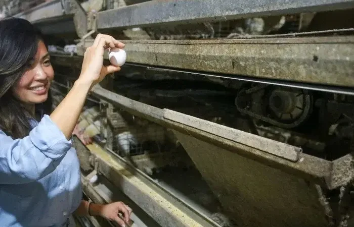 Producao de ovos em Sao Paulo registra aumento de 7 por cento