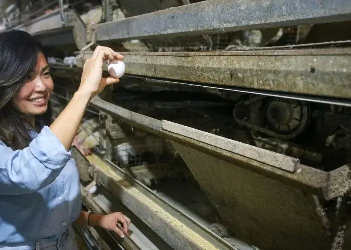 Producao de ovos em Sao Paulo registra aumento de 7 por cento