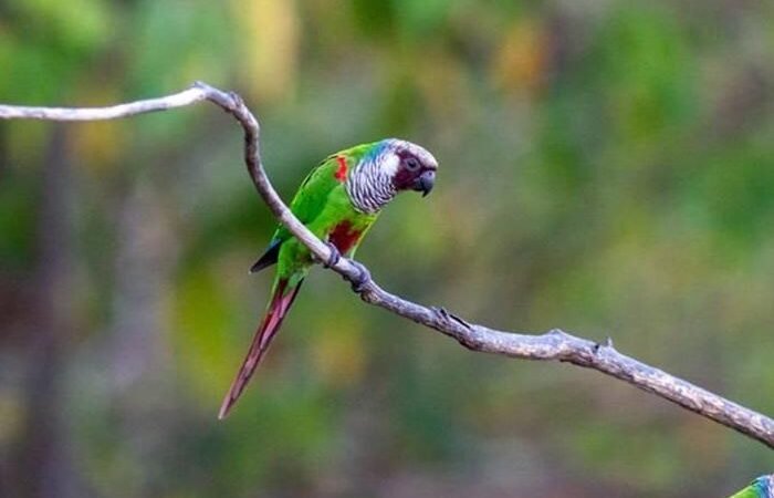 Clima de olho no bolso e nos precos em 2026