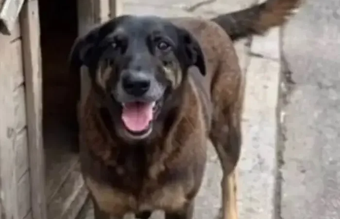 Criacao de Canal Unico para Denunciar Maus Tratos Contra Animais