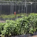 Expansao de Plantio de Arvores Ate 2027