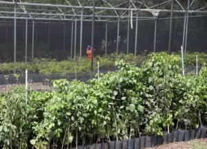 Expansao de Plantio de Arvores Ate 2027