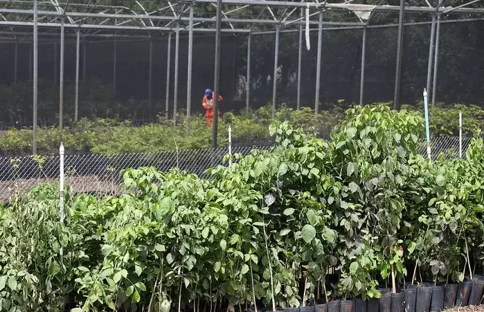 Expansao de Plantio de Arvores Ate 2027