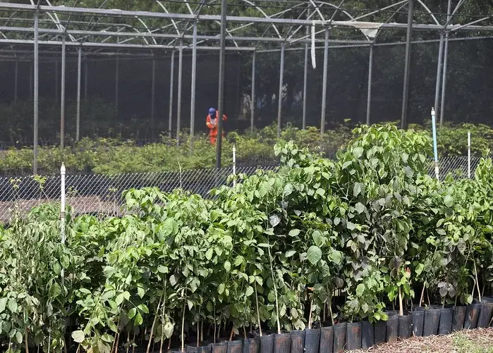 Expansao de Plantio de Arvores Ate 2027 Expansao de Plantio de Arvores Ate 2027