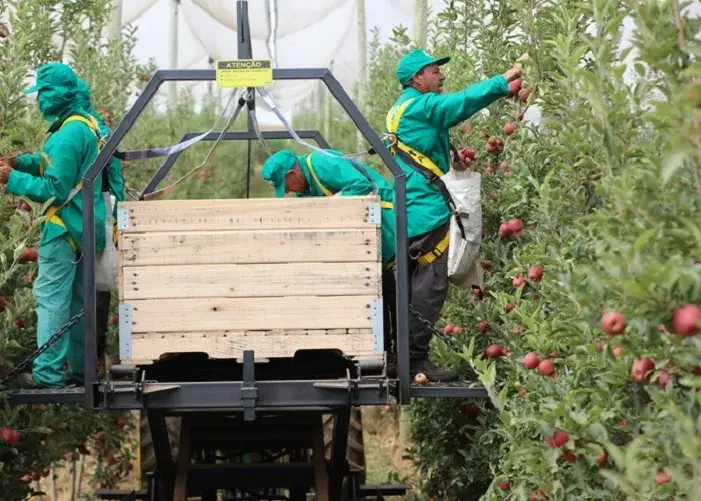 Safra de maça pode chegar a 1 milhao e 150 mil toneladas