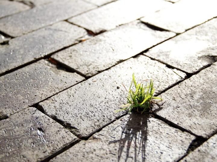 Lei descriminaliza poda de árvores com risco urbano