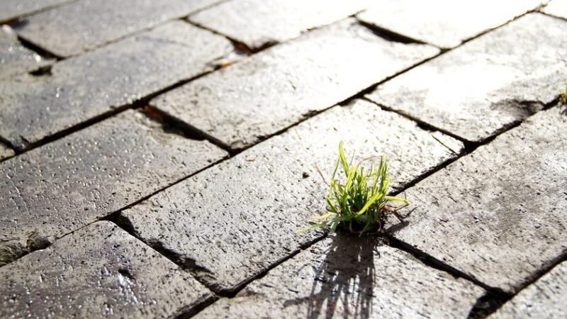 Lei descriminaliza poda de árvores com risco urbano