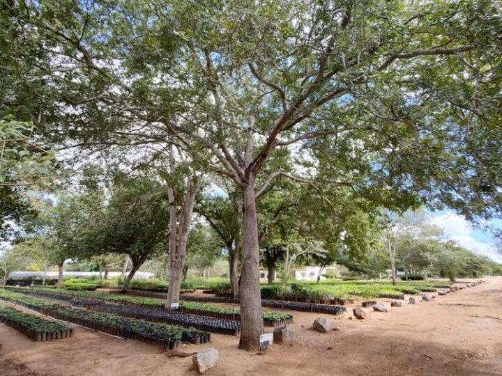 AXIA Energia doa 132 mil mudas para a recuperação da Caatinga no Nordeste em 2025