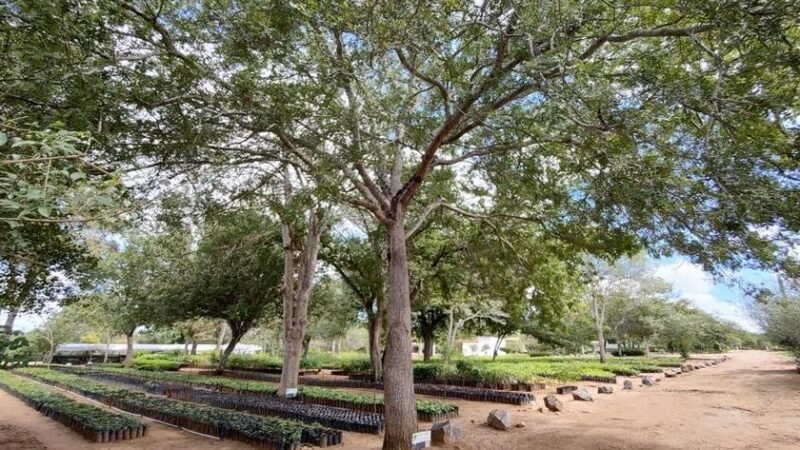 AXIA Energia doa 132 mil mudas para a recuperação da Caatinga no Nordeste em 2025