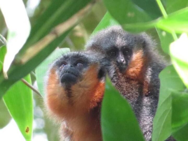 AXIA Energia registra mãe e filhote de zogue-zogue-de-mato-grosso nas áreas de Colíder e Sinop