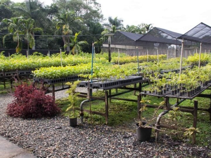 Ambev chega a marca de 3 milhões de árvores plantadas em áreas de estresse hídrico