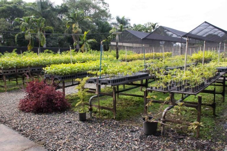Ambev chega a marca de 3 milhões de árvores plantadas em áreas de estresse hídrico