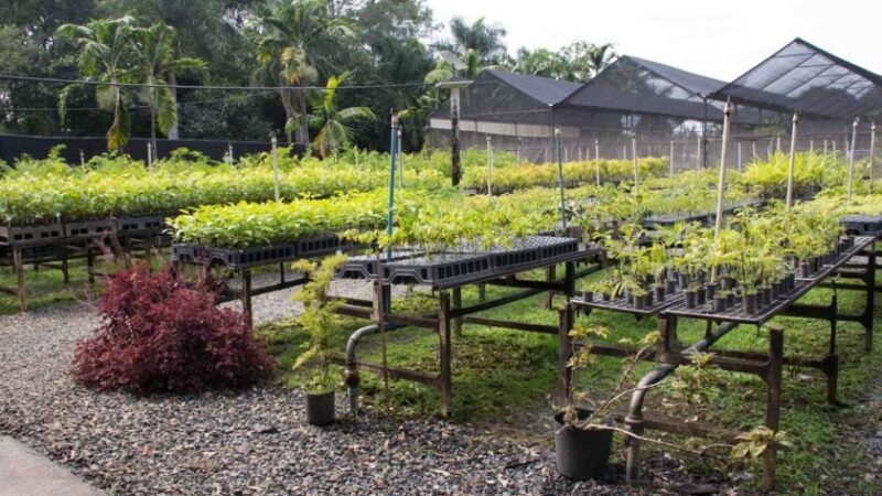 Ambev chega a marca de 3 milhões de árvores plantadas em áreas de estresse hídrico