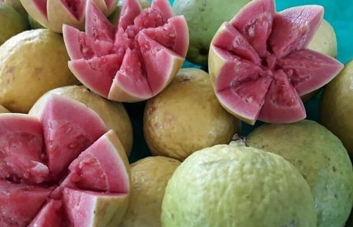 Calendario Oficial das Feiras de Goiaba Uva e Morango Esta Lançado