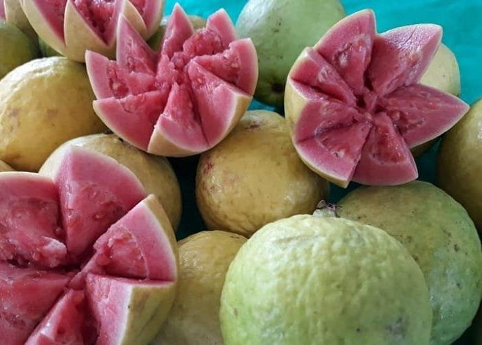 Calendario Oficial das Feiras de Goiaba Uva e Morango Esta Lançado