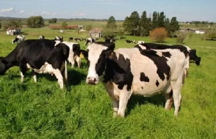 Mulheres da Pecuaria Se Reunem em Encontro Especializado