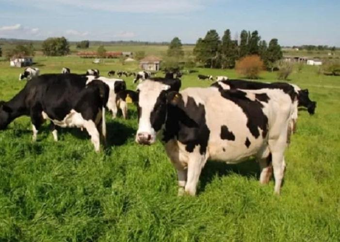 Mulheres da Pecuaria Se Reunem em Encontro Especializado