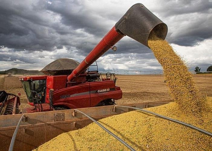 Safra de soja deve bater recorde enquanto safra de cereais deve recuar