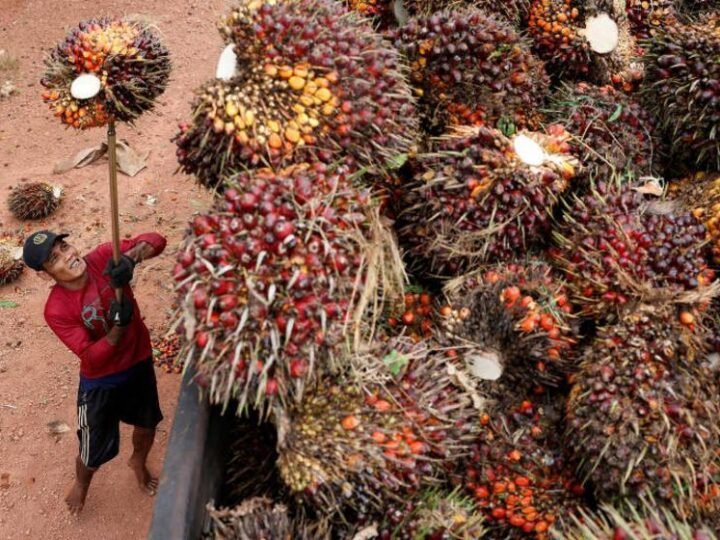 Demanda por óleos vegetais dispara com energia renovável