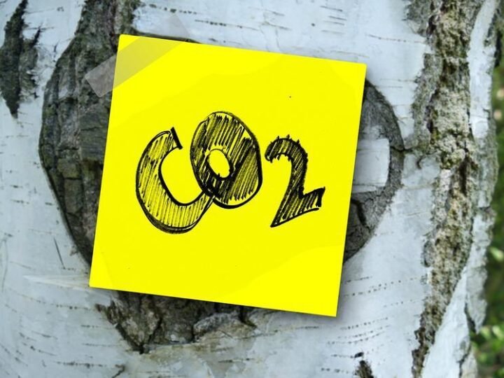 Re.green restaura 59 mil hectares da Floresta Nacional do Bom Futuro Re.green restaura 59 mil hectares da Floresta Nacional do Bom Futuro