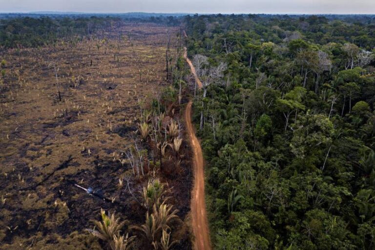Re.green restaura 59 mil hectares da Floresta Nacional do Bom Futuro