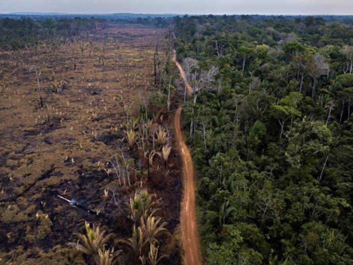 Re.green restaura 59 mil hectares de floresta amazônica Re.green restaura 59 mil hectares de floresta amazônica