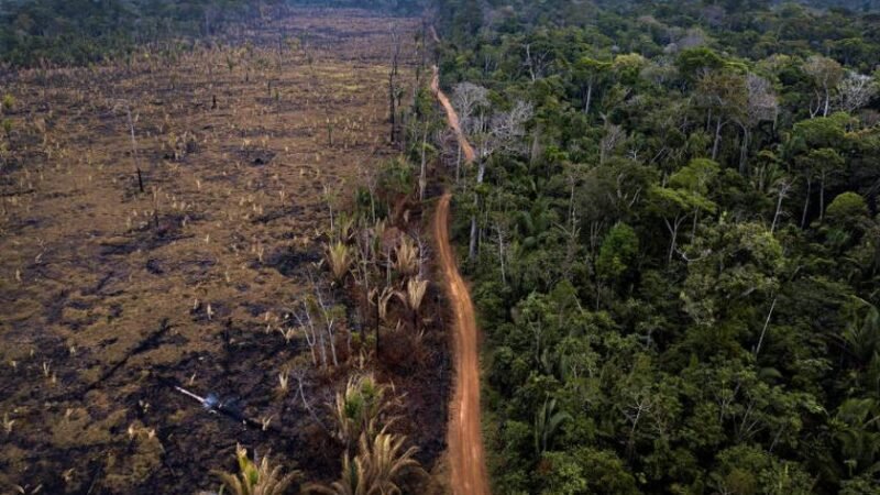 Re.green restaura 59 mil hectares de floresta amazônica