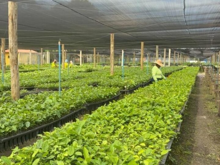 BrazilFoundation e Instituto Capim Santo homenageiam Symbiosis por liderança em regeneração da Mata Atlântica