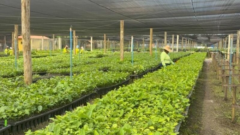 BrazilFoundation e Instituto Capim Santo homenageiam Symbiosis por liderança em regeneração da Mata Atlântica