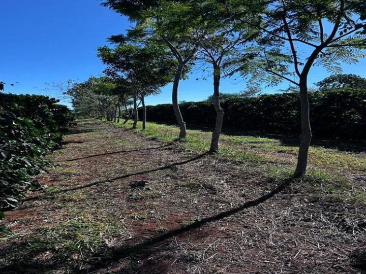 Cooxupé lidera iniciativa inédita no Brasil e viabiliza venda de créditos de carbono no café Cooxupé lidera iniciativa inédita no Brasil e viabiliza venda de créditos de carbono no café