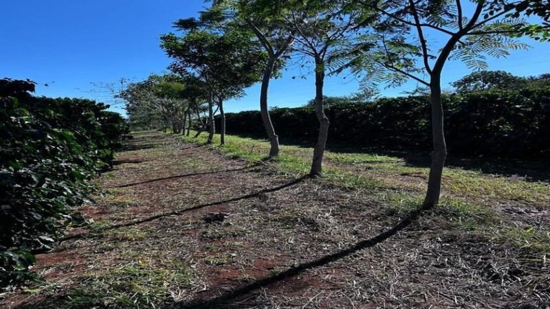 Cooxupé lidera iniciativa inédita no Brasil e viabiliza venda de créditos de carbono no café