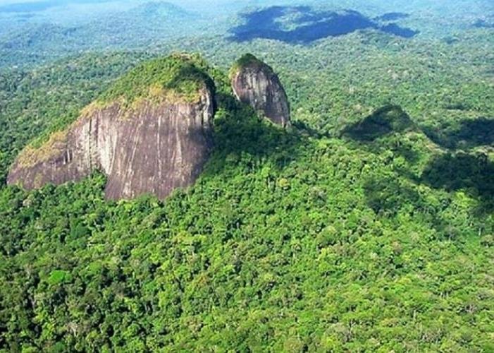 Desafios Ambientais Superados: Redução de 42% nas Perdas de Florestas