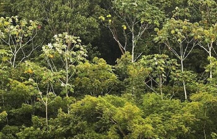 Falsas histórias sobre a Amazônia, um estudo revela a verdade