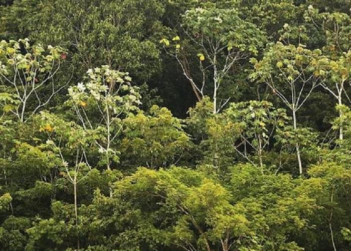 Falsas histórias sobre a Amazônia, um estudo revela a verdade